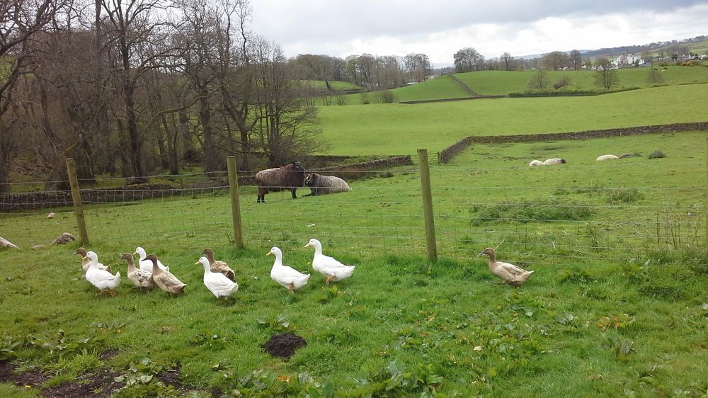 Bed & Breakfast Airds Farm